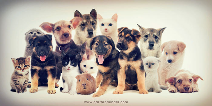 ways-to-become-a-more-sustainable-pet-owner