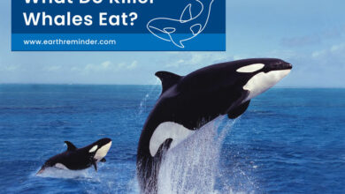 what-do-killer-whales-eat
