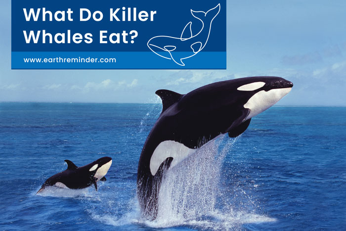 what-do-killer-whales-eat