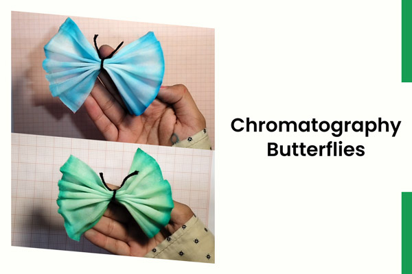 chromatography-butterflies-indoor-nature-activities