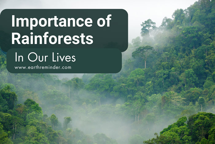 importance-of-rainforests