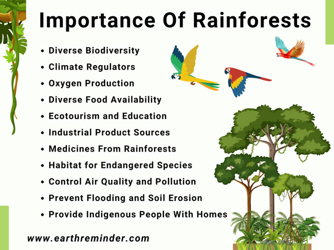 importance-of-rainforests