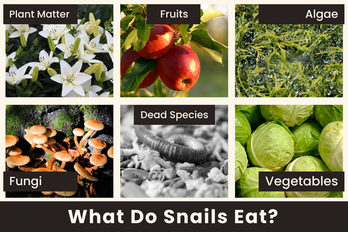 what-do-snails-eat-in-the-wild