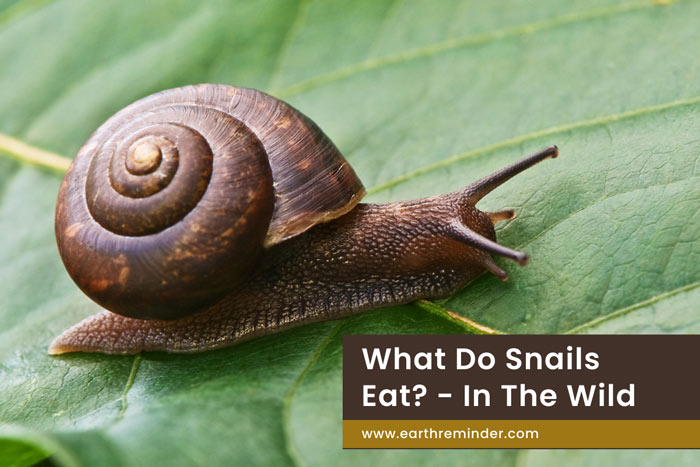 what-do-snails-eat-in-the-wild