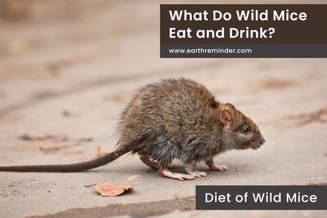 What Do Wild Mice Eat and Drink? | Earth Reminder