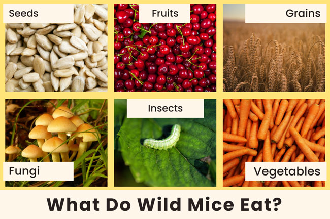 what-do-wild-mice-eat-diet-of-wild-mice
