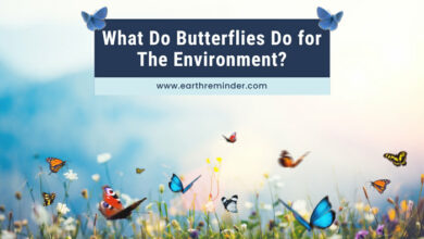 what-do-butterflies-do-for-the-environment