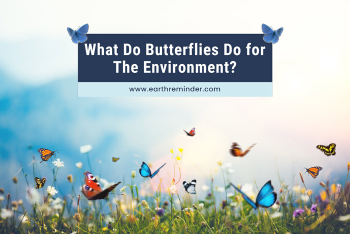 what-do-butterflies-do-for-the-environment