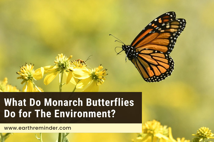 what-do-monarch-butterflies-do-for-the-environment