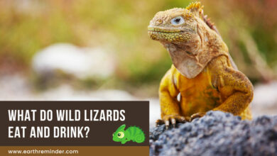 what-do-wild-lizards-eat-and-drink