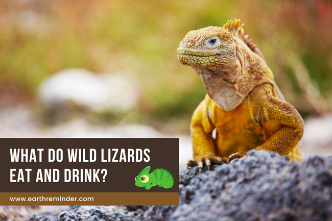 what-do-wild-lizards-eat-and-drink