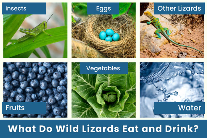 what-do-wild-lizards-eat-and-drink