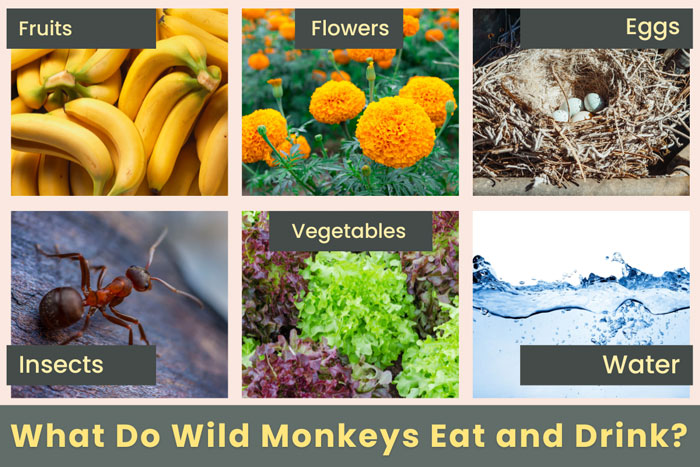 what-do-wild-monkeys-eat-and-drink