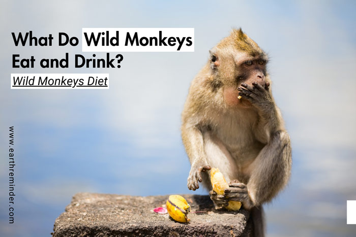 what-do-wild-monkeys-eat