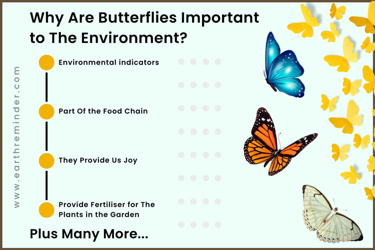 why-are-butterflies-important-to-the-environment