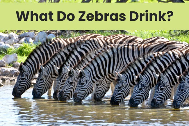 what-do-zebras-drink