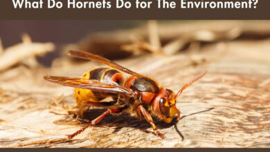 what-do-hornets-do-for-the-environment