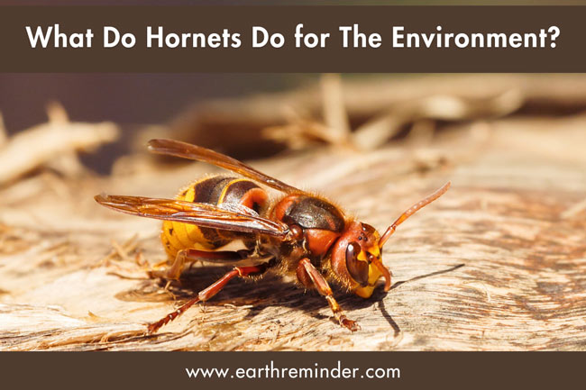 What Do Hornets Do for The Environment Earth Reminder