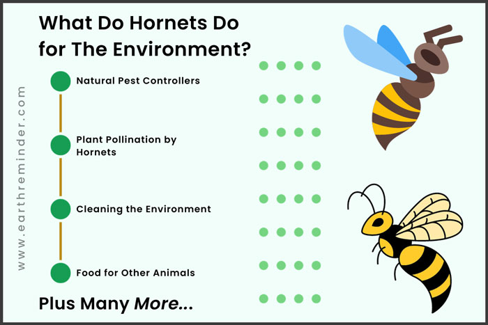 What do hornets do for the environment?