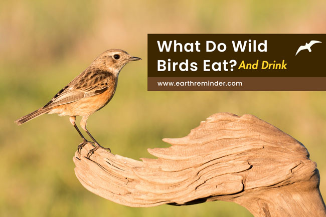 what-do-wild-birds-eat-and-drink