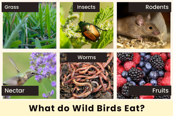 what-do-wild-birds-eat