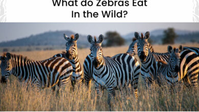 what-do-zebras-eat-in-the-wild