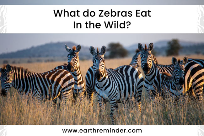 what-do-zebras-eat-in-the-wild