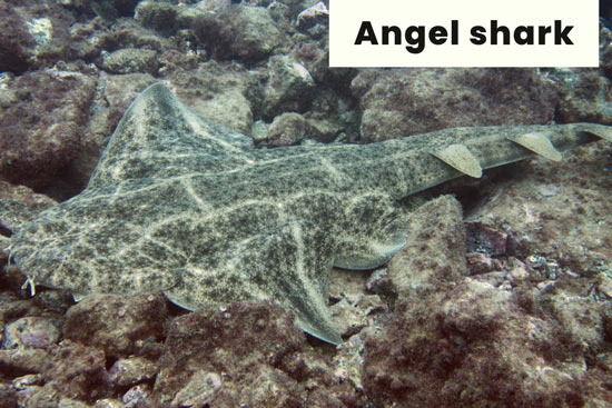 angel-shark