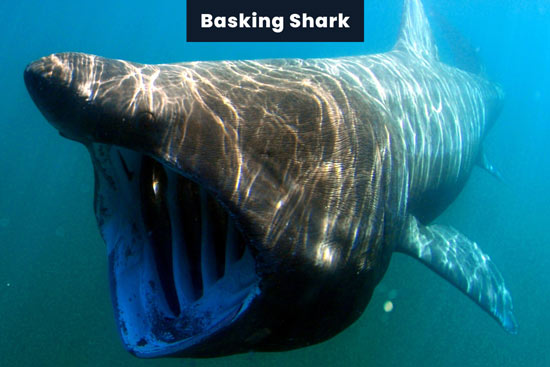 basking-shark