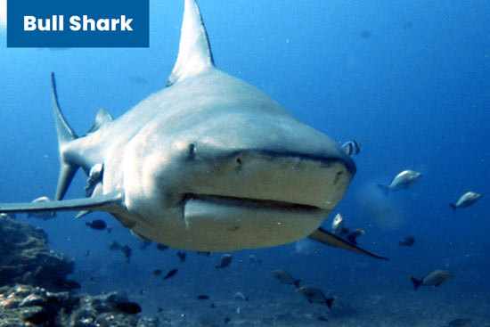 bull-shark