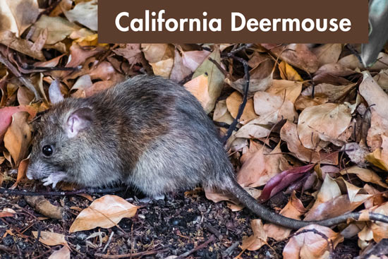 California-deermouse