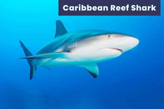 Caribbean-reef-shark