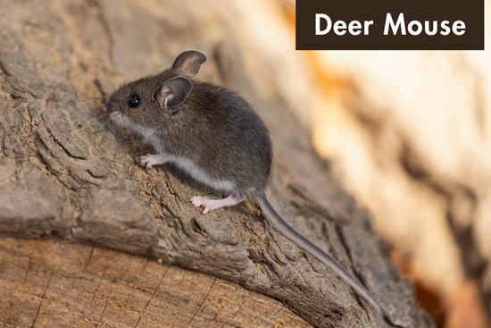 deer-mouse