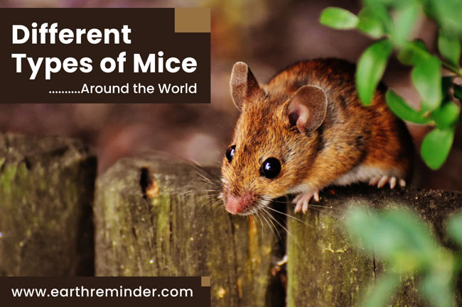 different-types-of-mice