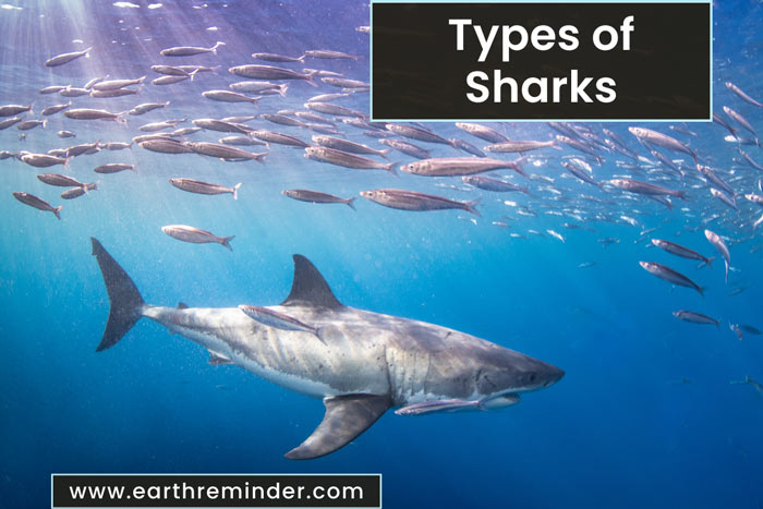 different-types-of-sharks