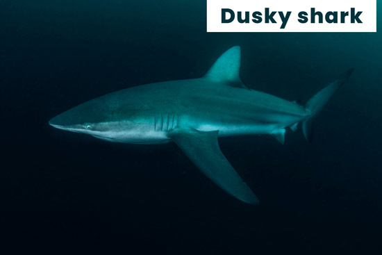 dusky-shark