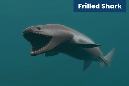 frilled-shark