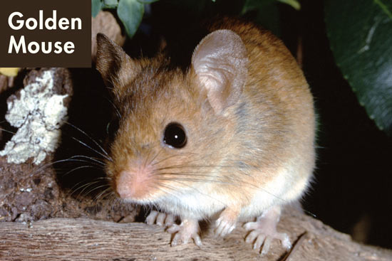 Mouse sales species name