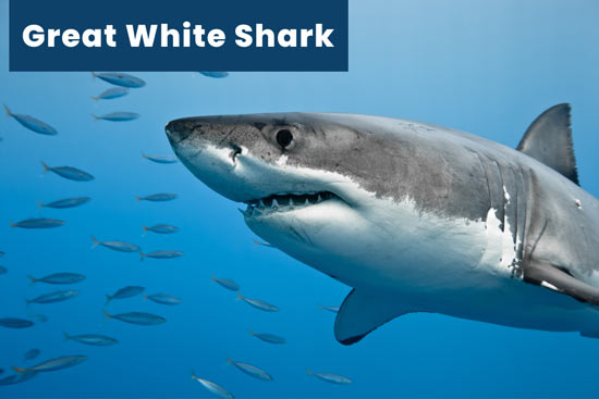 great-white-shark