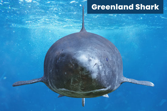Greenland-shark
