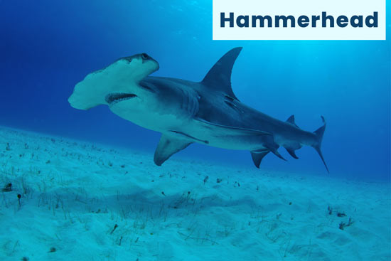 hammerhead-shark