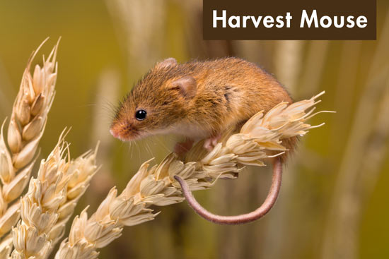 harvest-mouse