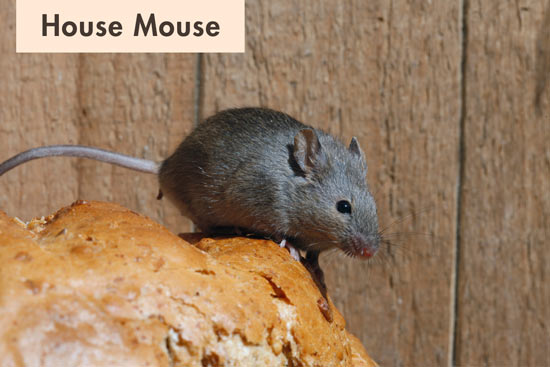 house-mouse