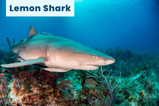 lemon-shark