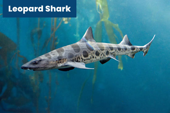 leopard-shark
