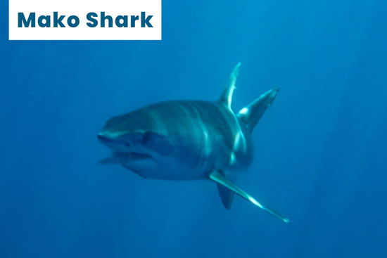 mako-shark