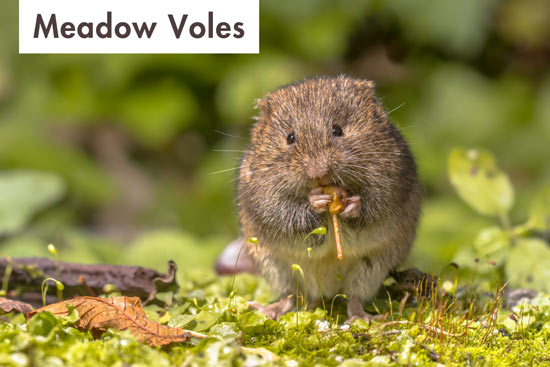 meadow-voles