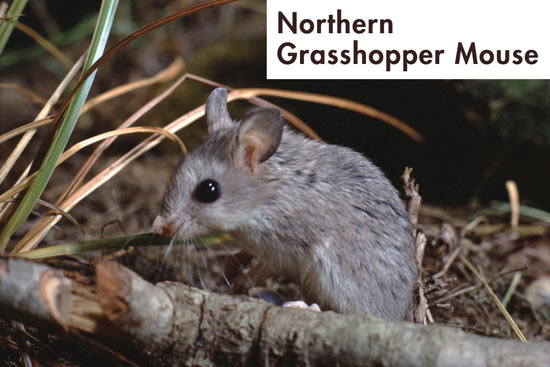 northern-grasshopper-mouse