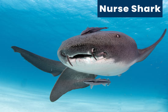 nurse-shark