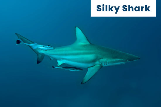 silky-shark